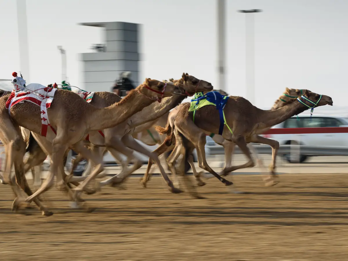 datos curiosos sobre Qatar camellos - mi casino