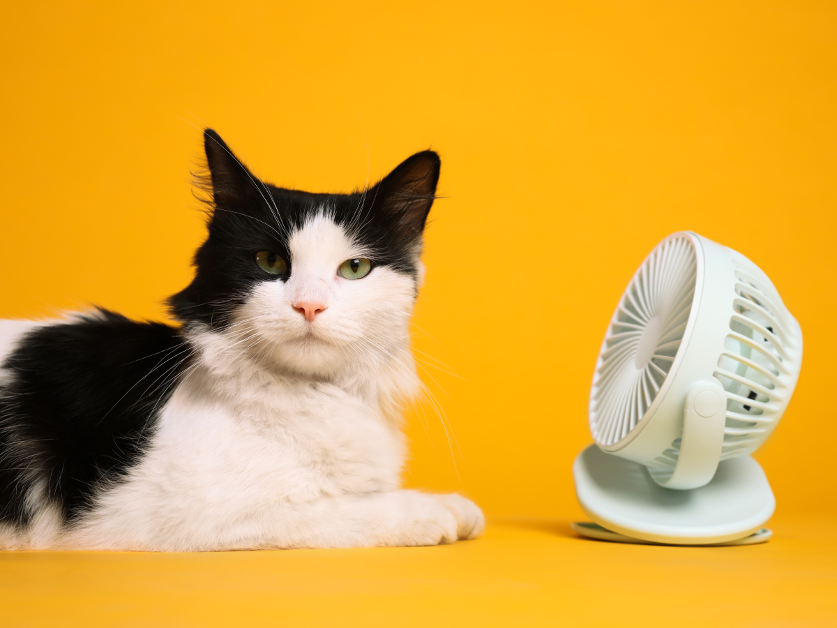 Olas de calor en mascotas Cuidados y síntomas de golpe de calor Europa calor extremo signos