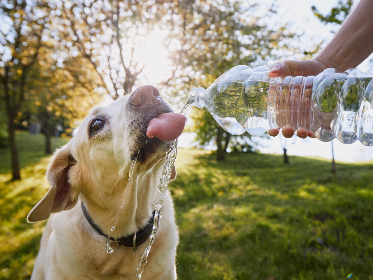 Olas de calor en mascotas Cuidados y síntomas de golpe de calor Europa